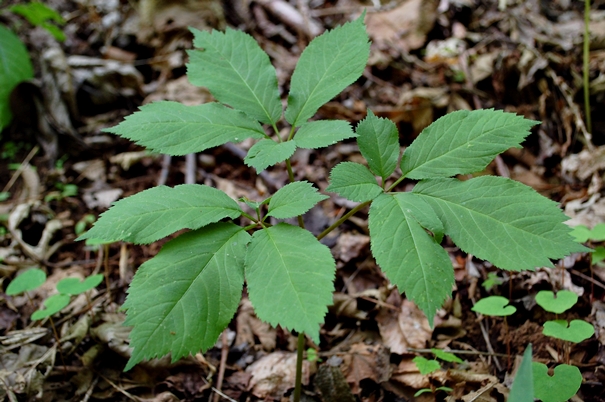 {Panax quinquefolius}